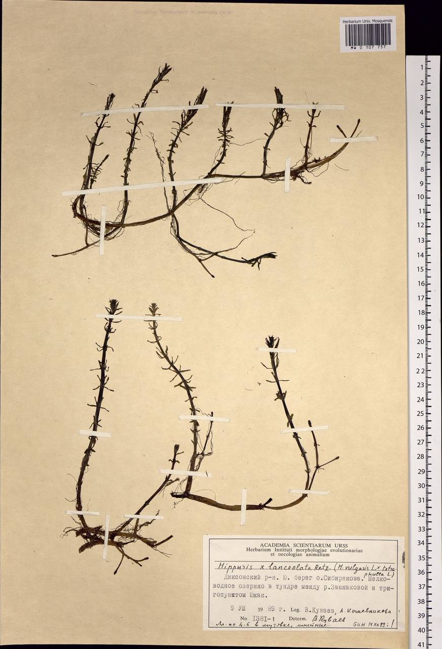 Hippuris ×lanceolata Retz., Сибирь, Центральная Сибирь (S3) (Россия)