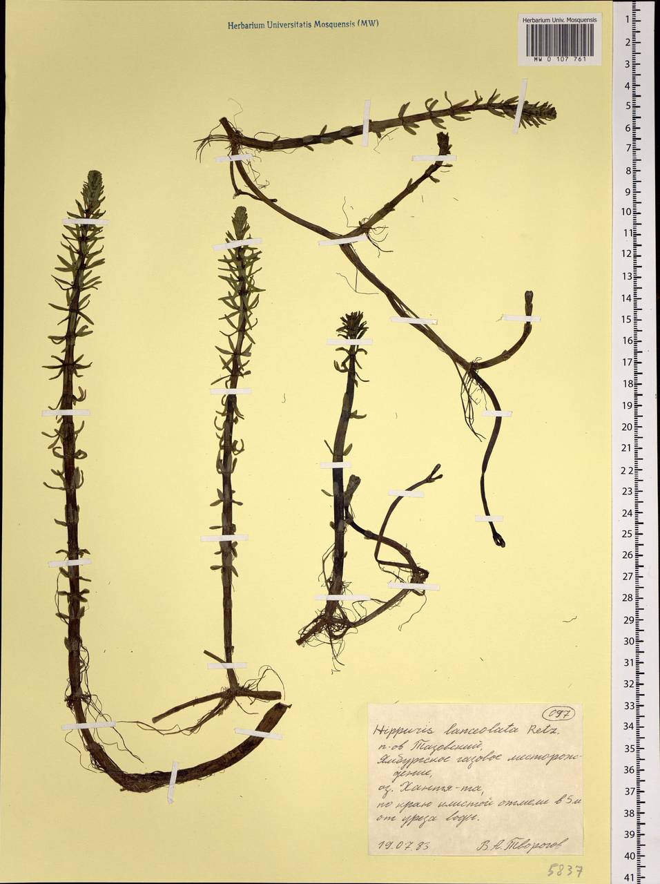 Hippuris ×lanceolata Retz., Сибирь, Западная Сибирь (S1) (Россия)