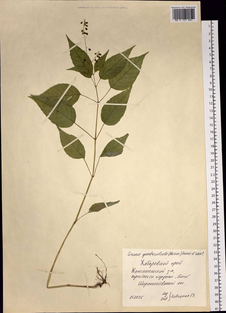 Circaea canadensis subsp. quadrisulcata (Maxim.) Boufford, Сибирь, Дальний Восток (S6) (Россия)