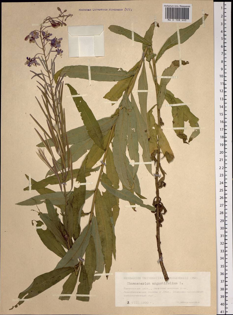 Chamaenerion angustifolium subsp. angustifolium, Сибирь, Западная Сибирь (S1) (Россия)