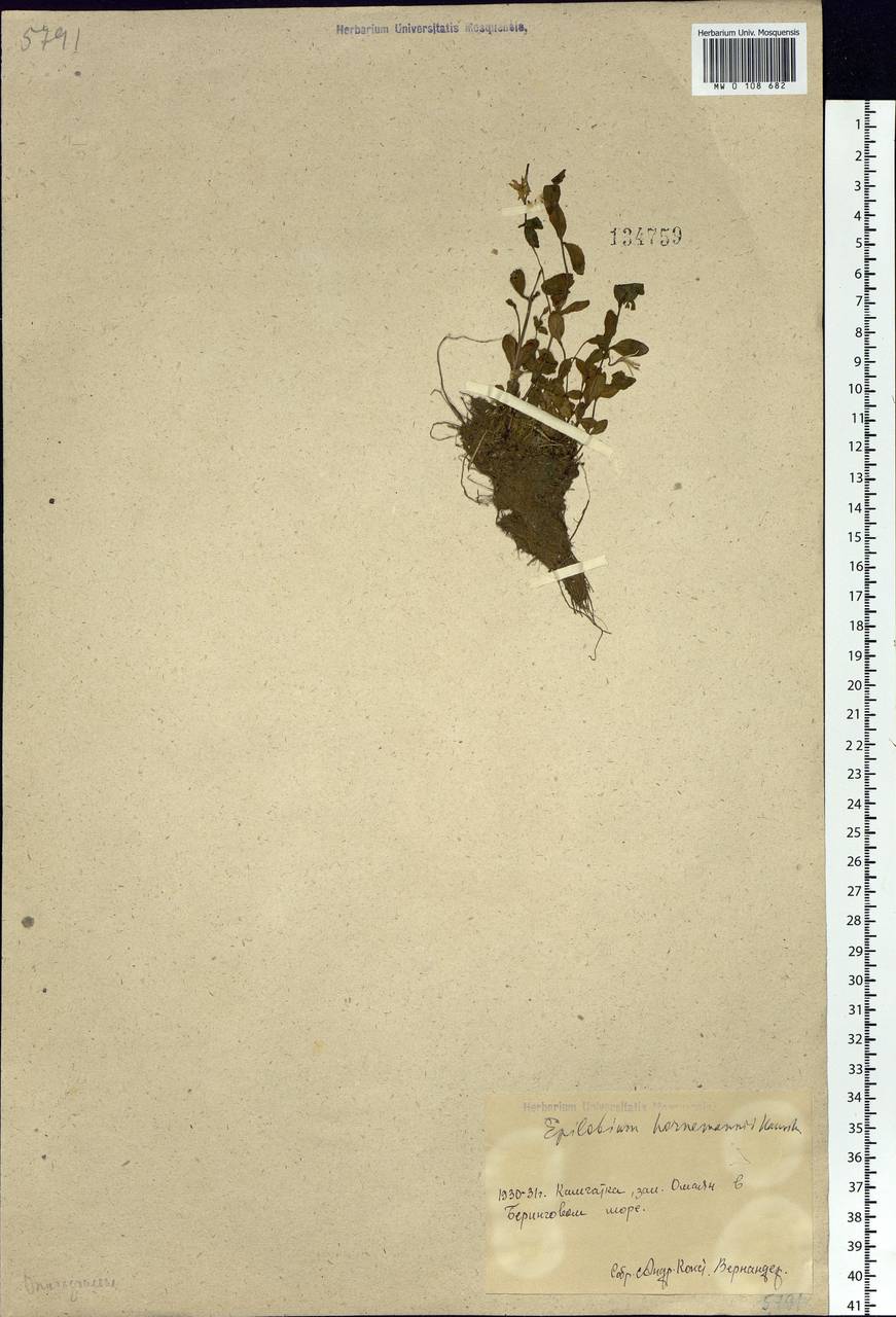 Кипрей Хорнемана, Кипрей Горнемана Rchb., Сибирь, Чукотка и Камчатка (S7) (Россия)