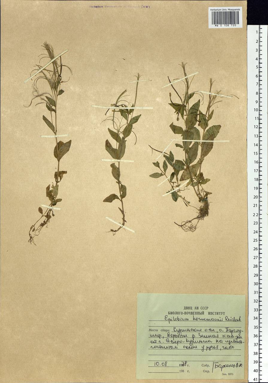 Кипрей Хорнемана, Кипрей Горнемана Rchb., Сибирь, Дальний Восток (S6) (Россия)