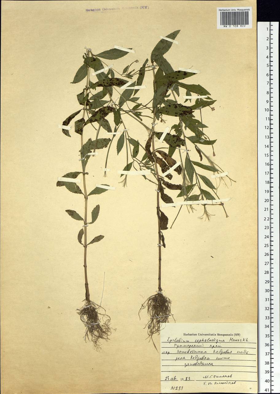 Epilobium amurense subsp. cephalostigma (Hausskn.) C. J. Chen, Hoch & P. H. Raven, Сибирь, Дальний Восток (S6) (Россия)