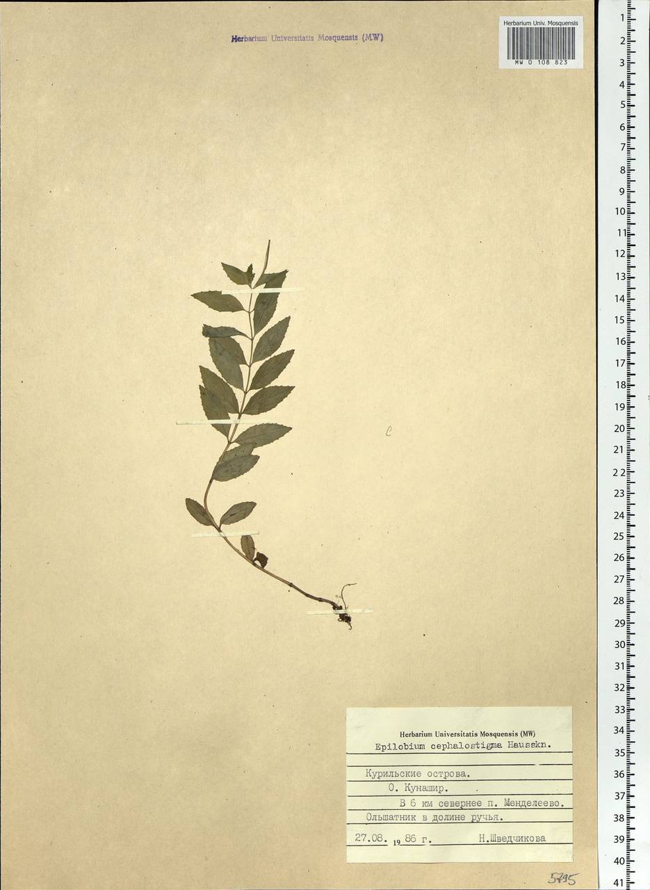 Epilobium amurense subsp. cephalostigma (Hausskn.) C. J. Chen, Hoch & P. H. Raven, Сибирь, Дальний Восток (S6) (Россия)