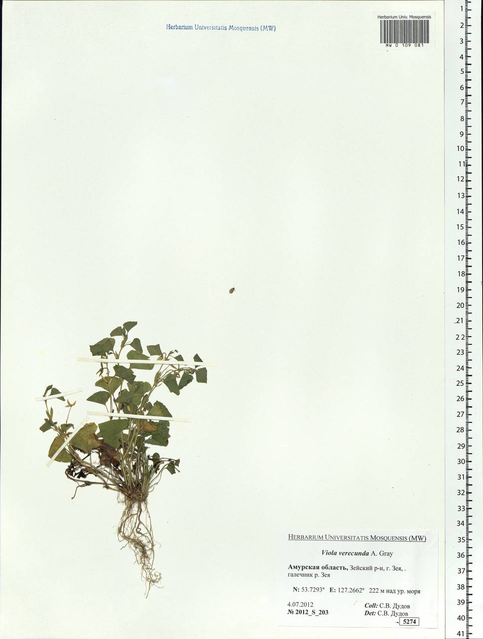 Viola hamiltoniana D. Don, Сибирь, Дальний Восток (S6) (Россия)
