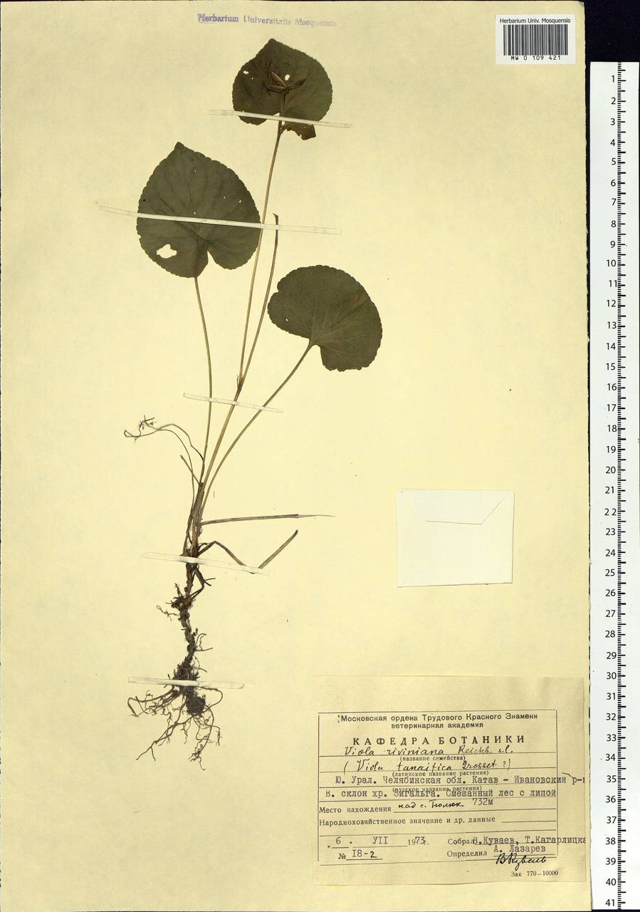 Фиалка Ривиниуса Rchb., Восточная Европа, Восточный район (E10) (Россия)