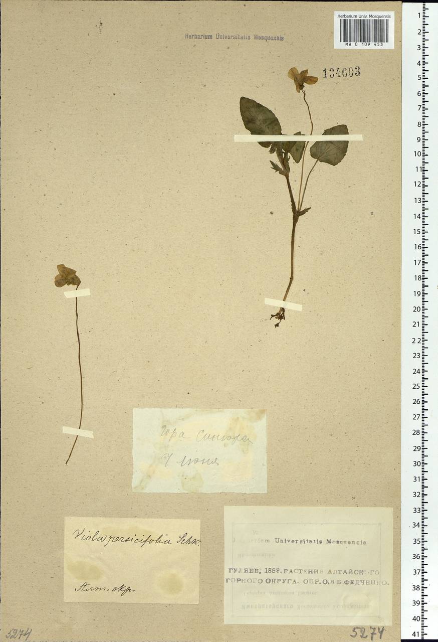 Viola stagnina Kit., Сибирь, Алтай и Саяны (S2) (Россия)