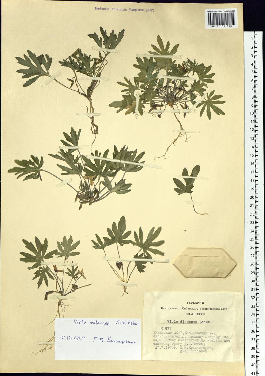Viola multifida Willd. ex Roem. & Schult., Сибирь, Алтай и Саяны (S2) (Россия)
