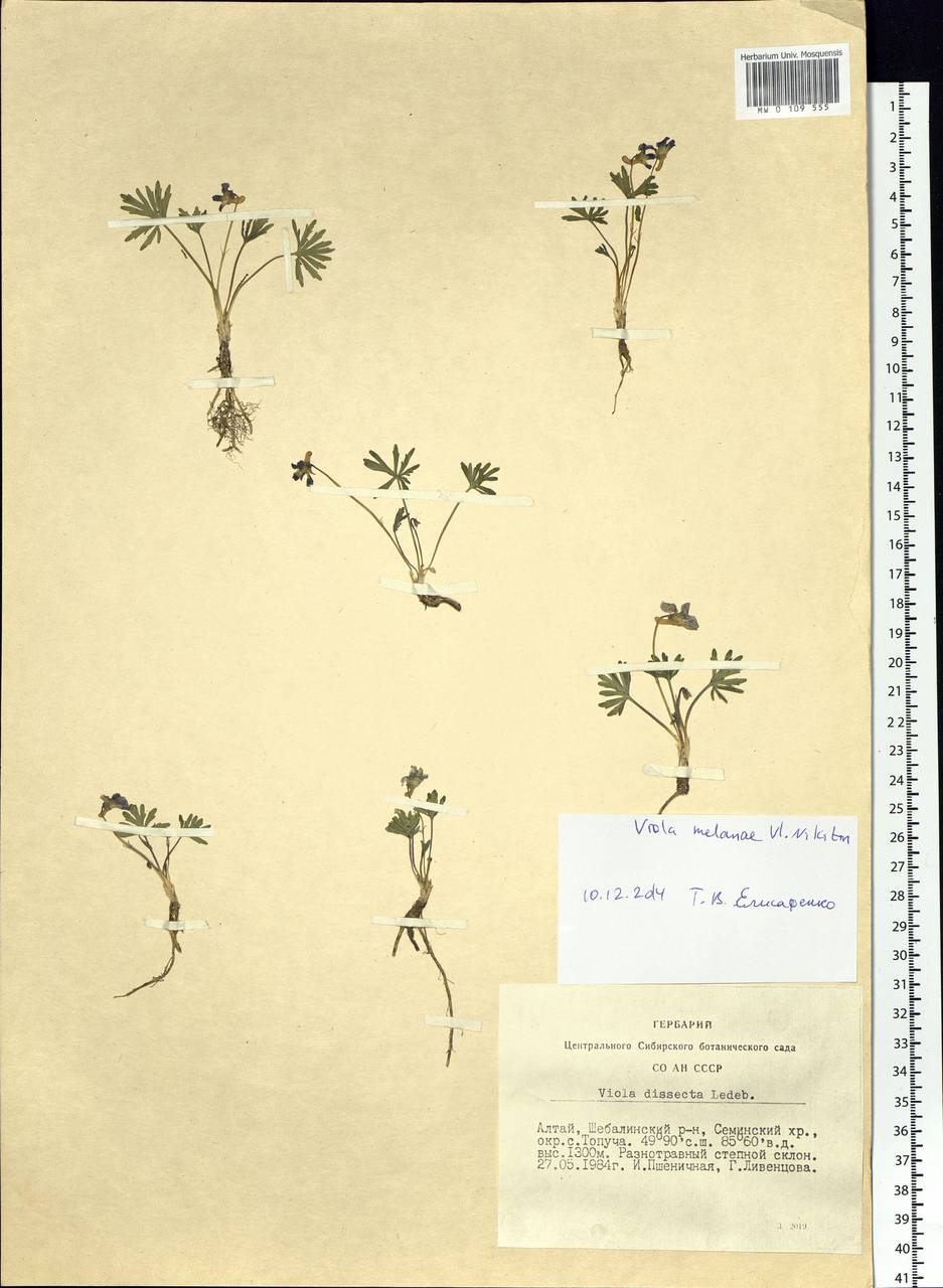 Viola multifida Willd. ex Roem. & Schult., Сибирь, Алтай и Саяны (S2) (Россия)