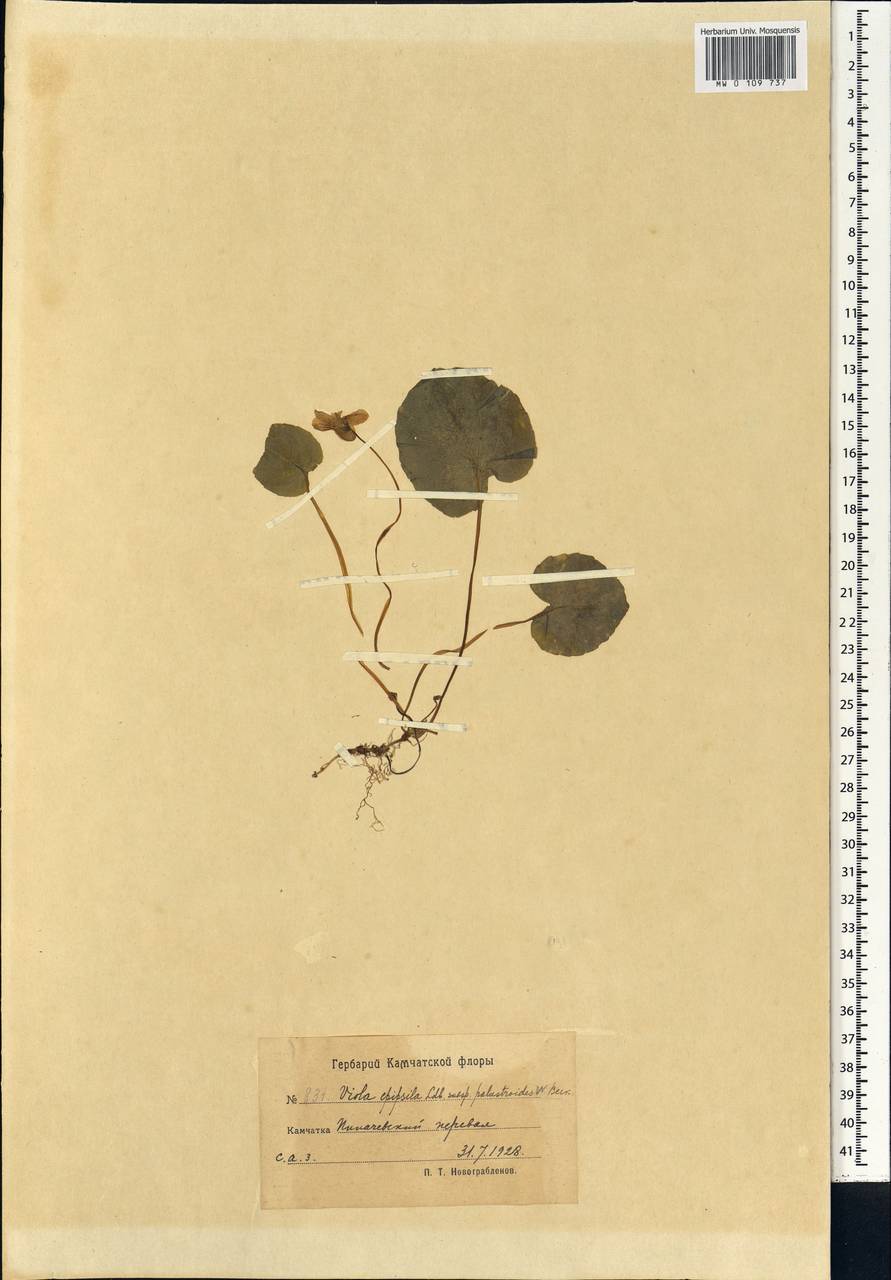 Viola epipsila subsp. repens (Turcz.) W. Becker, Сибирь, Чукотка и Камчатка (S7) (Россия)