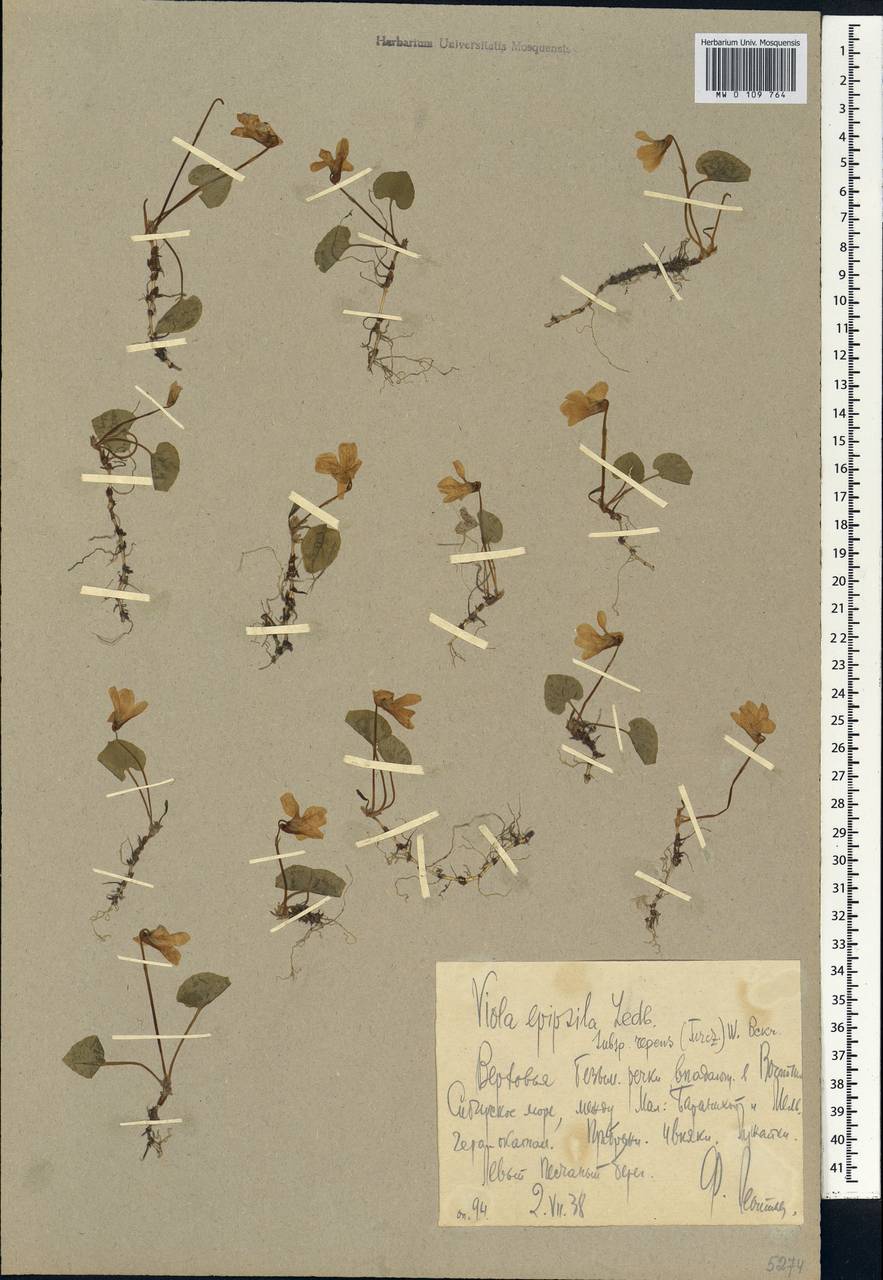 Viola epipsila subsp. repens (Turcz.) W. Becker, Сибирь, Чукотка и Камчатка (S7) (Россия)