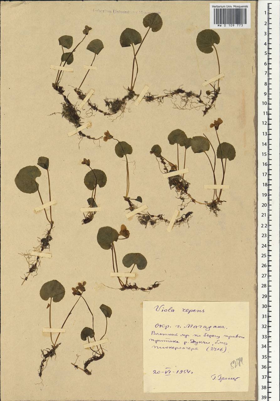 Viola epipsila subsp. repens (Turcz.) W. Becker, Сибирь, Чукотка и Камчатка (S7) (Россия)