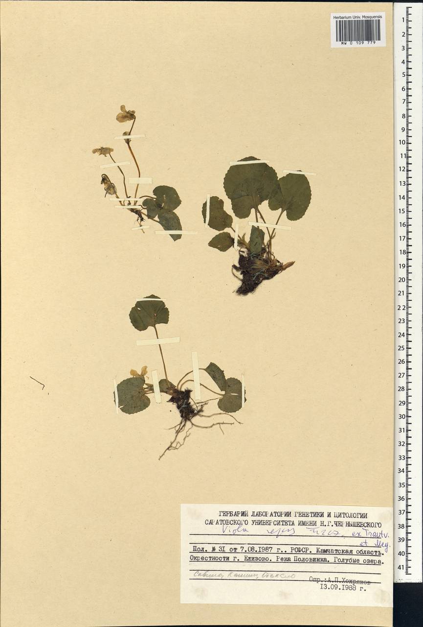 Viola epipsila subsp. repens (Turcz.) W. Becker, Сибирь, Чукотка и Камчатка (S7) (Россия)