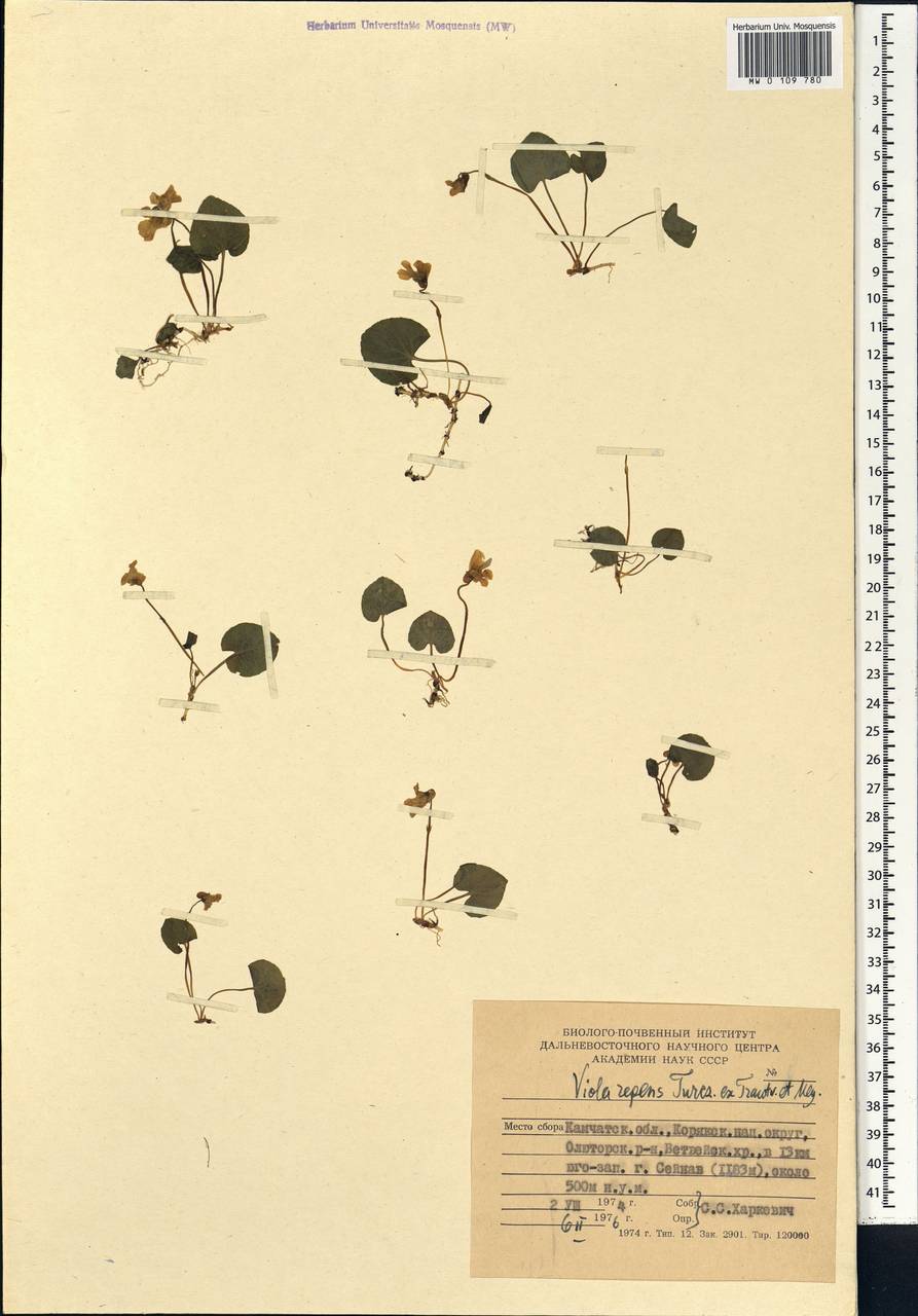 Viola epipsila subsp. repens (Turcz.) W. Becker, Сибирь, Чукотка и Камчатка (S7) (Россия)