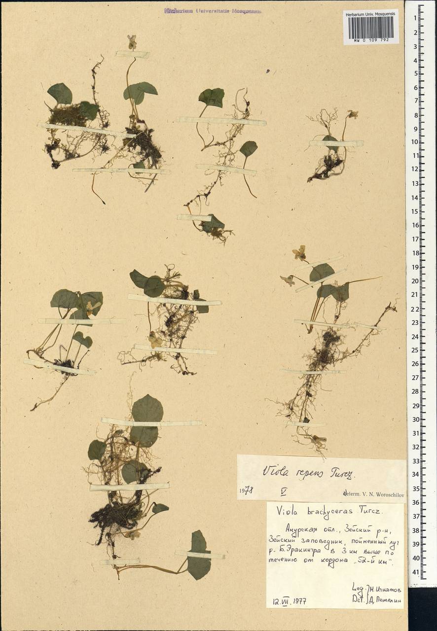 Viola epipsila subsp. repens (Turcz.) W. Becker, Сибирь, Дальний Восток (S6) (Россия)