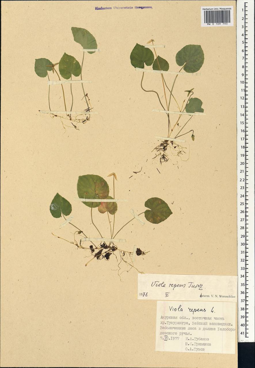 Viola epipsila subsp. repens (Turcz.) W. Becker, Сибирь, Дальний Восток (S6) (Россия)