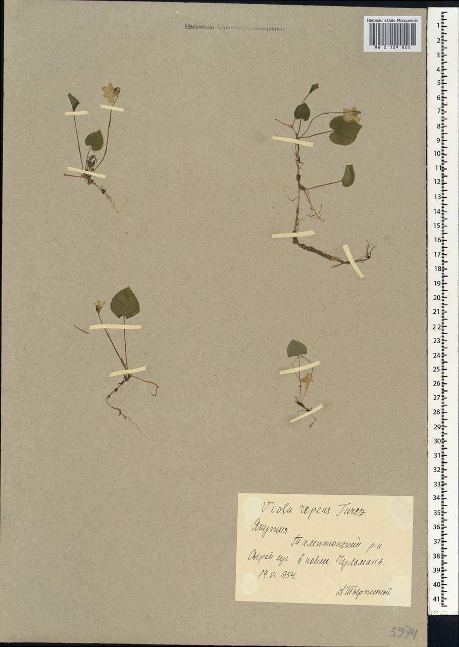 Viola epipsila subsp. repens (Turcz.) W. Becker, Сибирь, Якутия (S5) (Россия)
