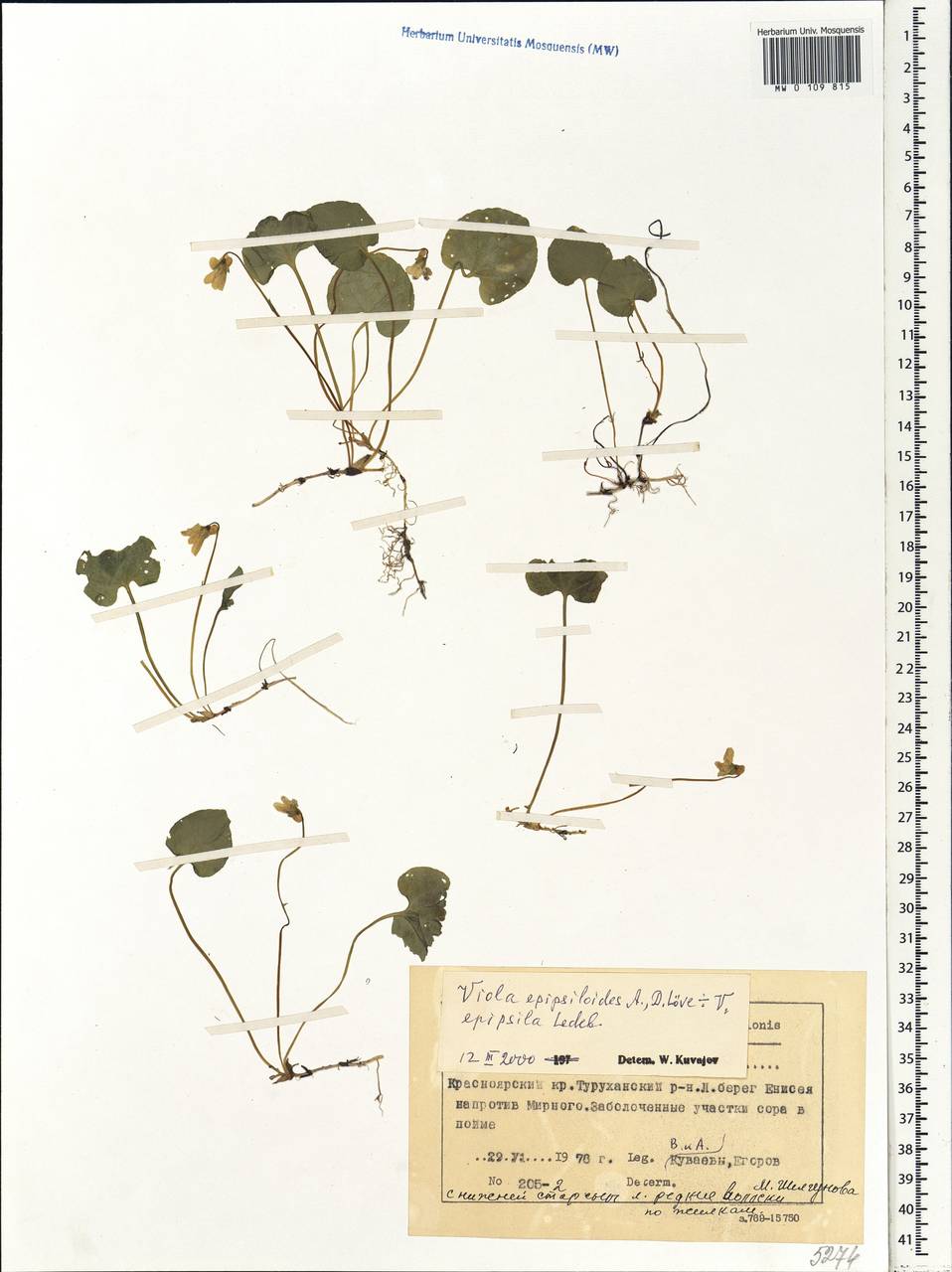 Viola epipsila subsp. repens (Turcz.) W. Becker, Сибирь, Центральная Сибирь (S3) (Россия)