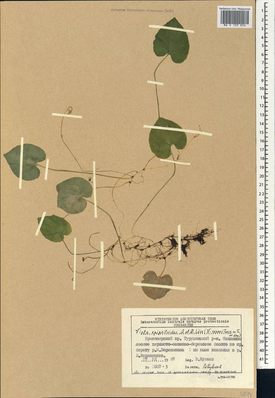 Viola epipsila subsp. repens (Turcz.) W. Becker, Сибирь, Центральная Сибирь (S3) (Россия)