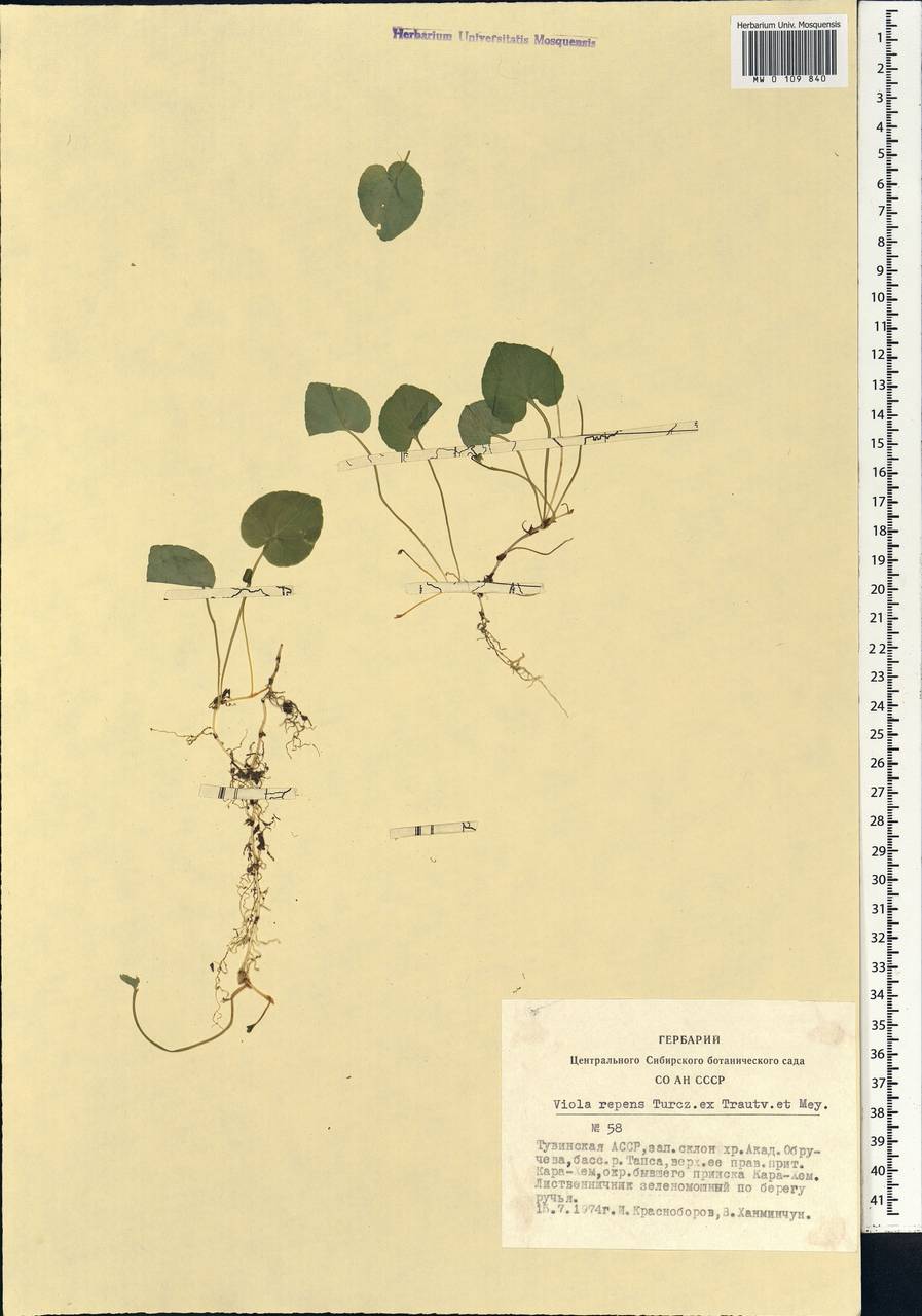 Viola epipsila subsp. repens (Turcz.) W. Becker, Сибирь, Алтай и Саяны (S2) (Россия)