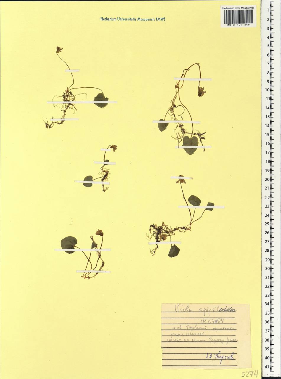 Viola epipsila subsp. repens (Turcz.) W. Becker, Сибирь, Западная Сибирь (S1) (Россия)