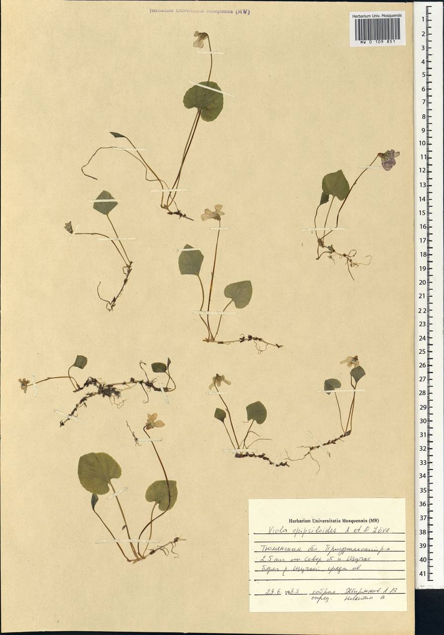 Viola epipsila subsp. repens (Turcz.) W. Becker, Сибирь, Западная Сибирь (S1) (Россия)
