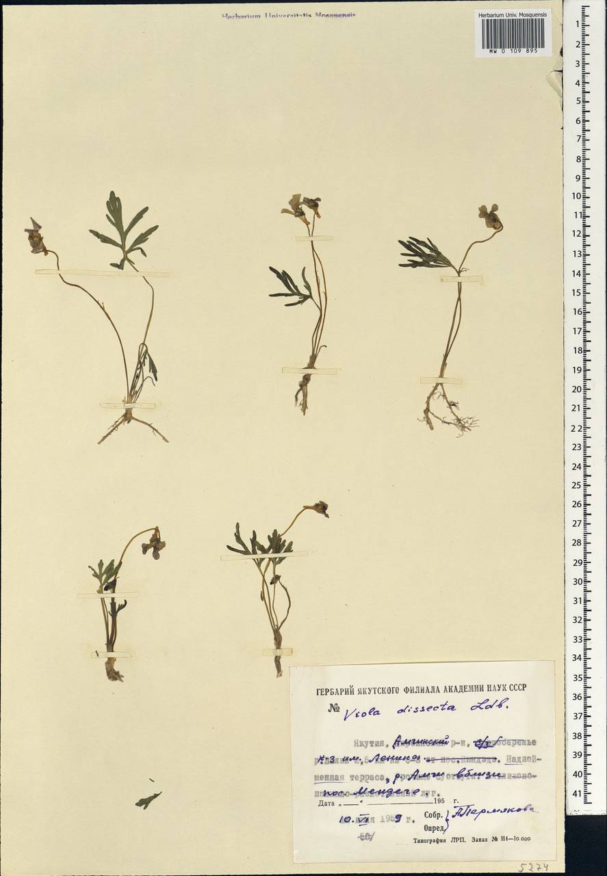 Viola multifida Willd. ex Roem. & Schult., Сибирь, Якутия (S5) (Россия)