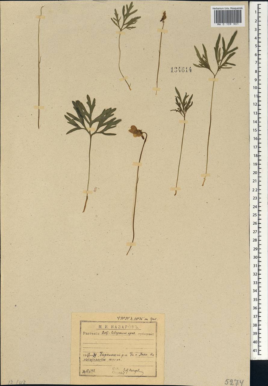 Viola multifida Willd. ex Roem. & Schult., Сибирь, Прибайкалье и Забайкалье (S4) (Россия)