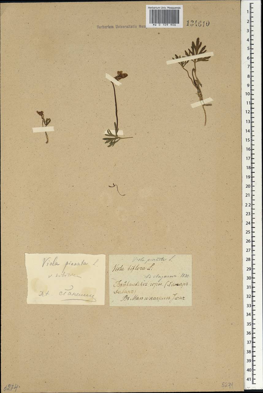 Viola multifida Willd. ex Roem. & Schult., Сибирь, Прибайкалье и Забайкалье (S4) (Россия)