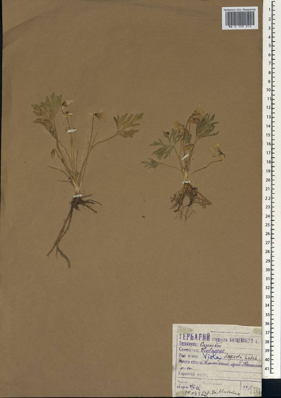 Viola multifida Willd. ex Roem. & Schult., Сибирь, Алтай и Саяны (S2) (Россия)
