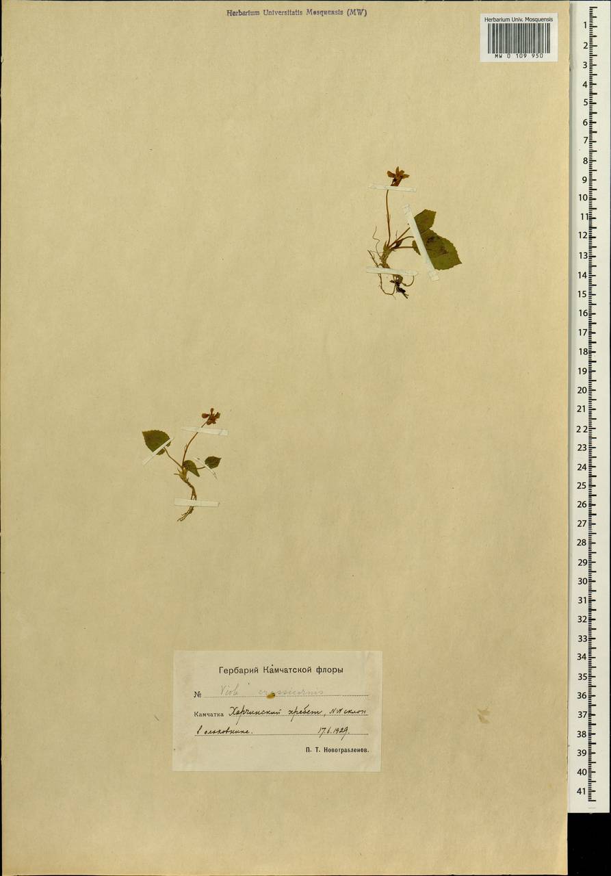 Viola tokubuchiana Makino, Сибирь, Чукотка и Камчатка (S7) (Россия)