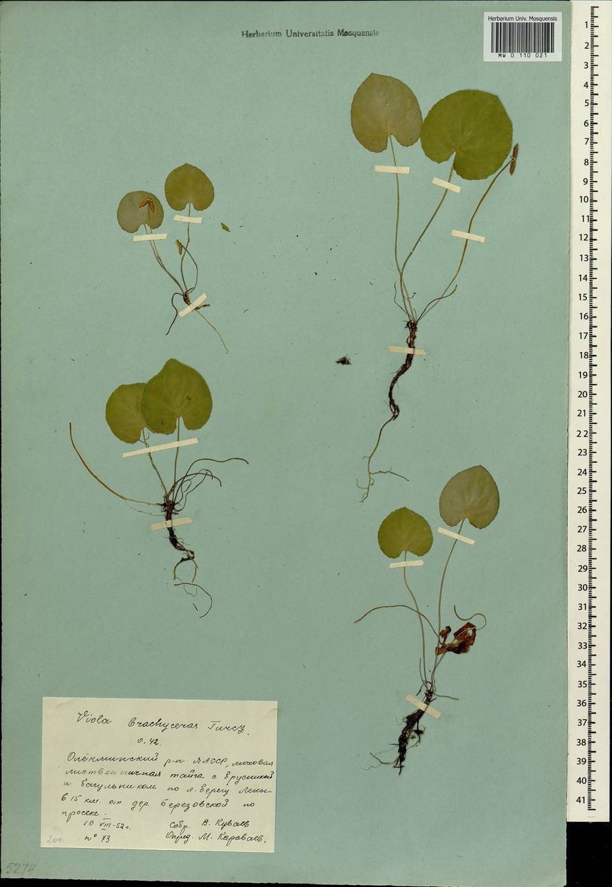 Viola epipsila subsp. repens (Turcz.) W. Becker, Сибирь, Якутия (S5) (Россия)