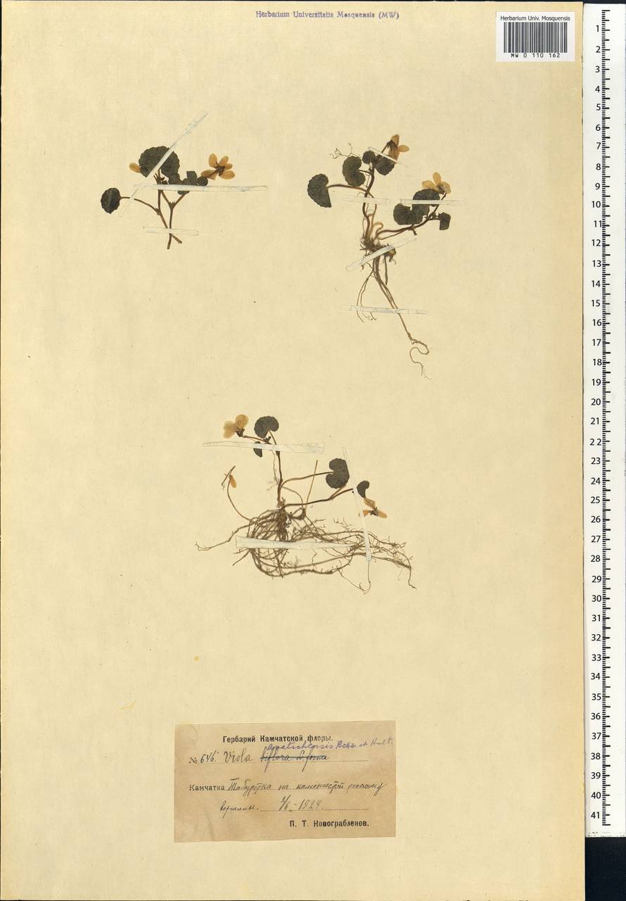 Viola crassa subsp. avatschensis (W. Becker & Hultén) Espeut, Сибирь, Чукотка и Камчатка (S7) (Россия)