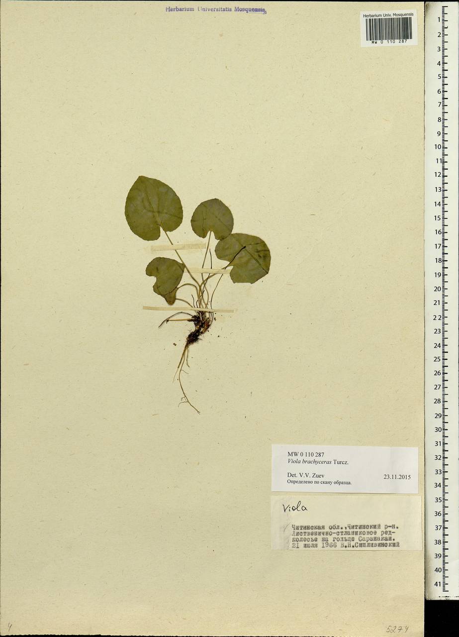 Viola epipsila subsp. repens (Turcz.) W. Becker, Сибирь, Прибайкалье и Забайкалье (S4) (Россия)