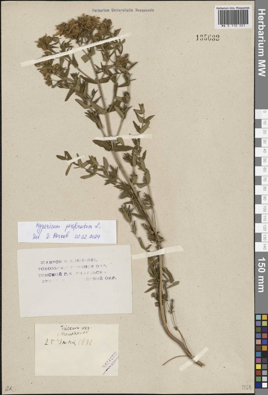 Зверобой изящный Steph. ex Willd., Сибирь, Западный (Казахстанский) Алтай (S2a) (Казахстан)