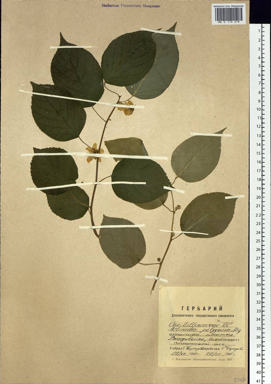Актинидия многодомная (Siebold & Zucc.) Maxim., Сибирь, Дальний Восток (S6) (Россия)