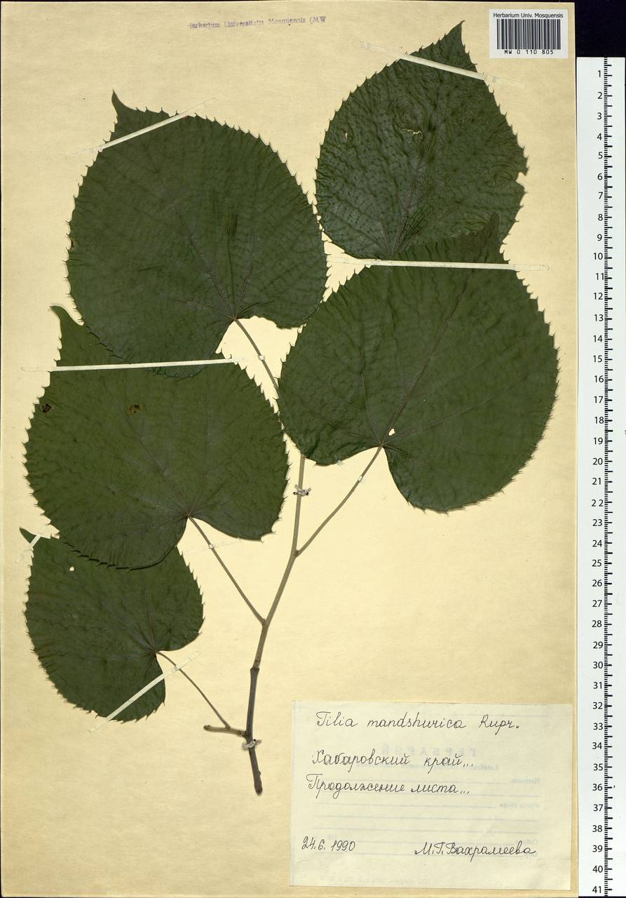 Липа маньчжурская Tilia mandshurica листья