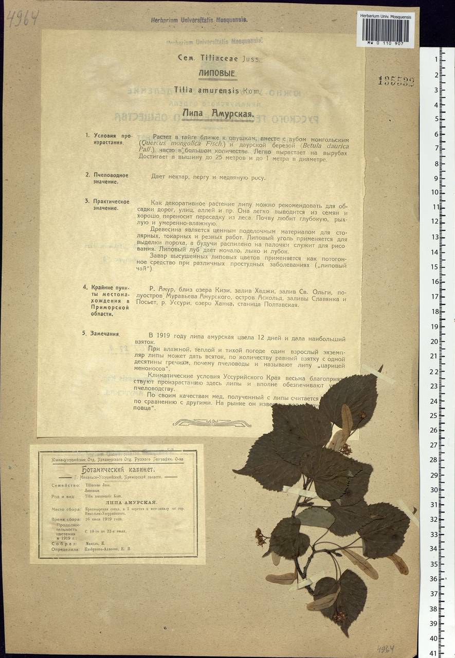 Липа амурская Rupr., Сибирь, Дальний Восток (S6) (Россия)