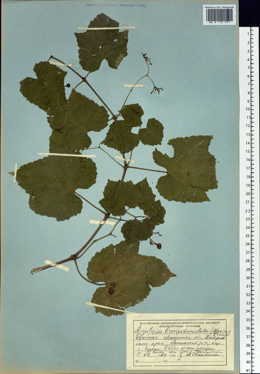 Ampelopsis glandulosa var. brevipedunculata (Maxim.) Momiy., Сибирь, Дальний Восток (S6) (Россия)