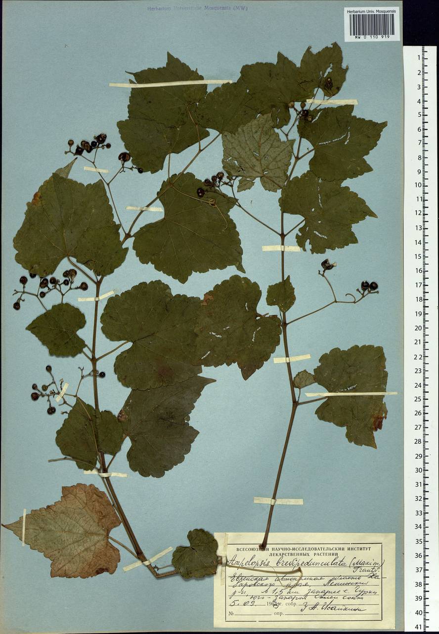 Ampelopsis glandulosa var. brevipedunculata (Maxim.) Momiy., Сибирь, Дальний Восток (S6) (Россия)