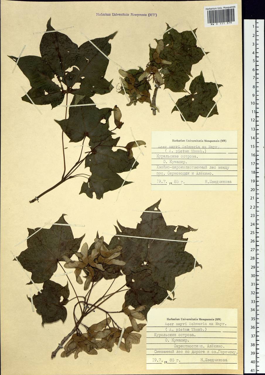 Клен Майра (Schwer.) H. Ohashi, Сибирь, Дальний Восток (S6) (Россия)