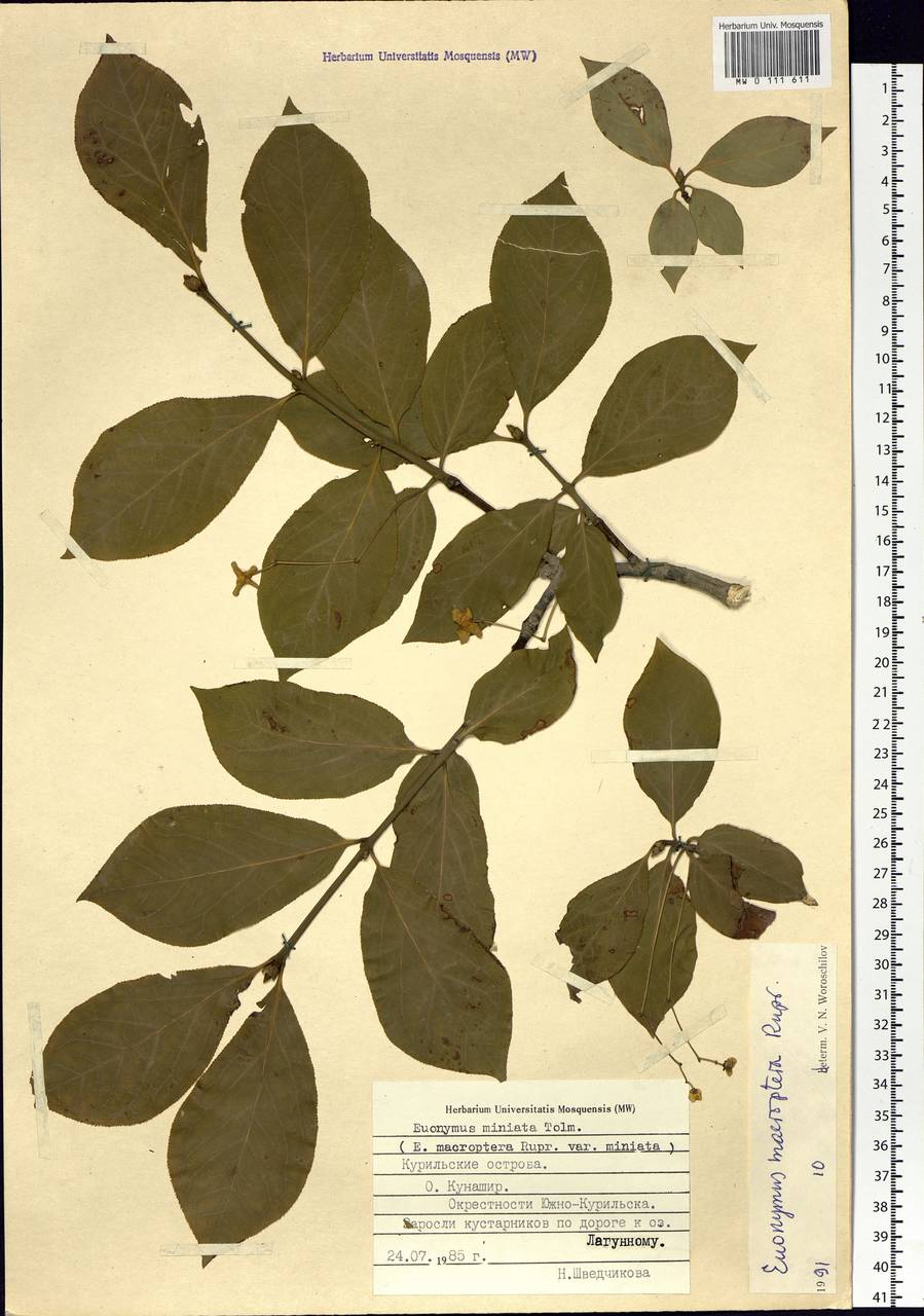 MW0111611, Euonymus macroptera (Бересклет большекрылый), specimen