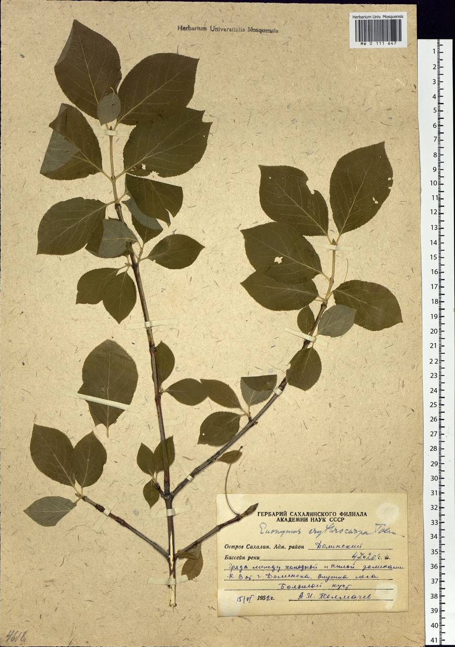 Euonymus acanthocarpus Franch., Сибирь, Дальний Восток (S6) (Россия)