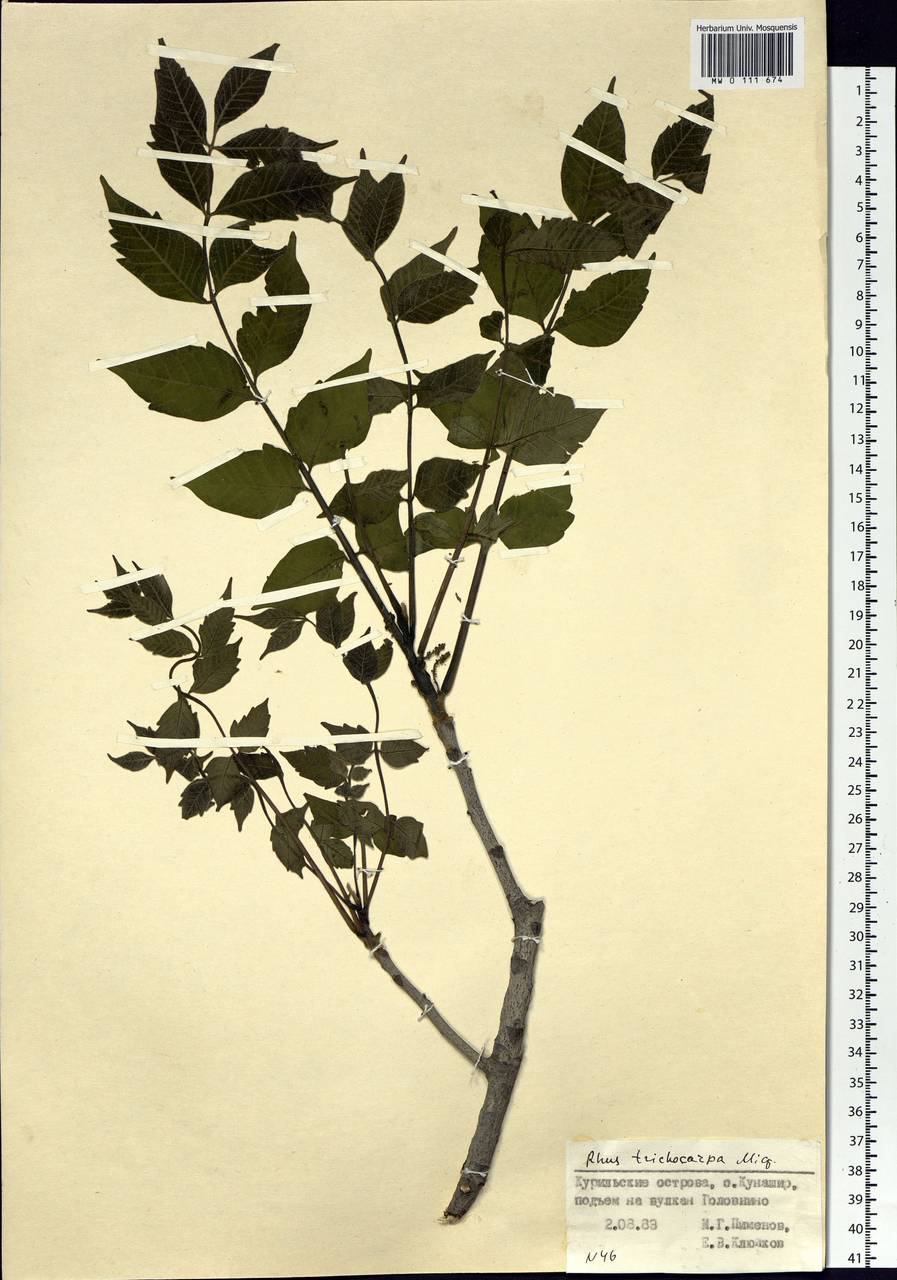 Токсикодендрон волосистоплодный (Miq.) Kuntze, Сибирь, Дальний Восток (S6) (Россия)