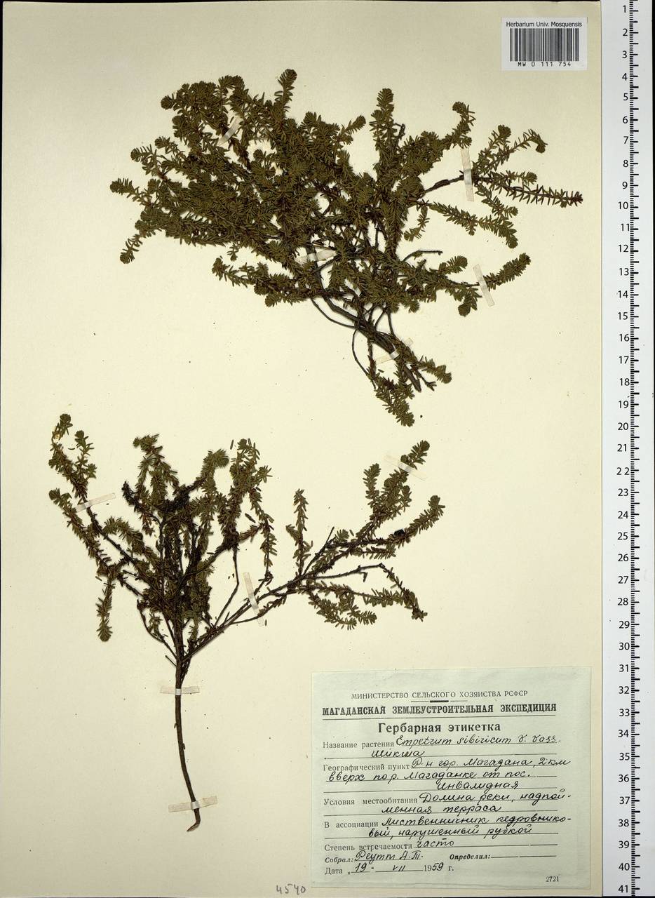 Empetrum nigrum subsp. stenopetalum (V. N. Vassil.) Nedol., Сибирь, Чукотка и Камчатка (S7) (Россия)