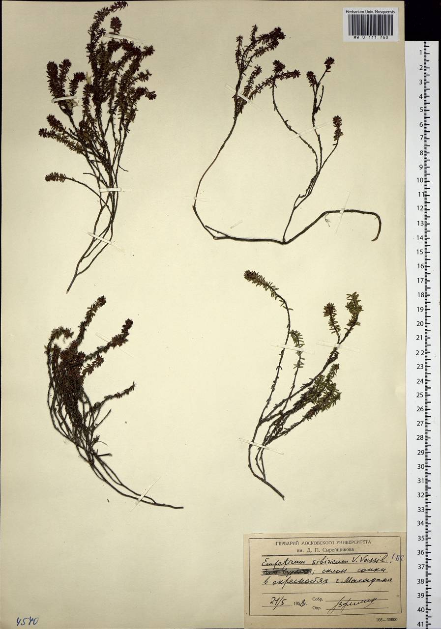 Empetrum nigrum subsp. stenopetalum (V. N. Vassil.) Nedol., Сибирь, Чукотка и Камчатка (S7) (Россия)