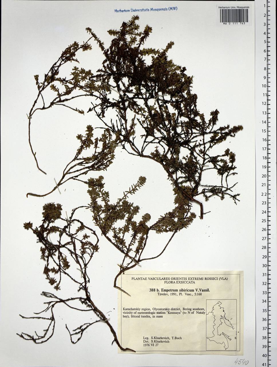 Empetrum nigrum subsp. stenopetalum (V. N. Vassil.) Nedol., Сибирь, Чукотка и Камчатка (S7) (Россия)