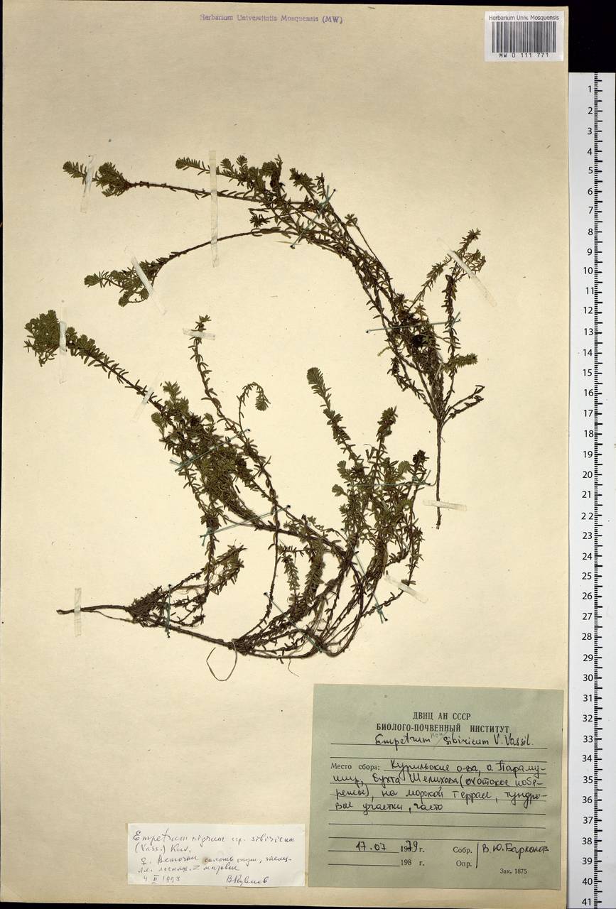 Empetrum nigrum subsp. stenopetalum (V. N. Vassil.) Nedol., Сибирь, Дальний Восток (S6) (Россия)