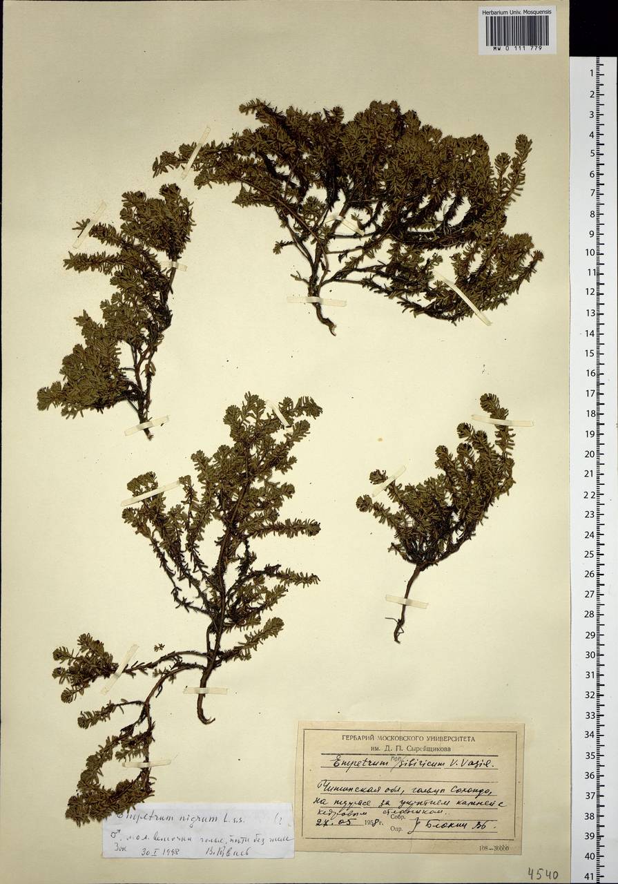 Empetrum nigrum subsp. stenopetalum (V. N. Vassil.) Nedol., Сибирь, Прибайкалье и Забайкалье (S4) (Россия)