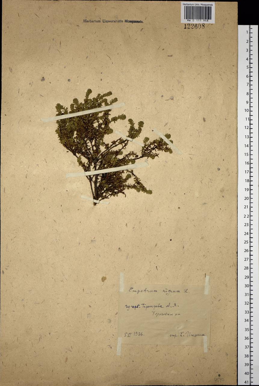 Водяника черная, Шикша черная L., Сибирь, Западная Сибирь (S1) (Россия)